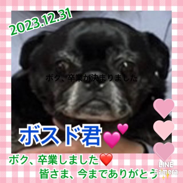 【運命の赤い糸見～つけた💓パグのボスド君💕】2023,12,31